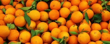 Les oranges infectés par la bactérie